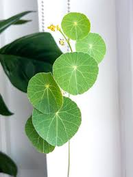 Attēlu rezultāti vaicājumam “Trichia erecta”