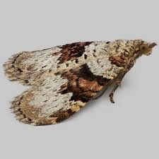 Attēlu rezultāti vaicājumam “Xanthorhoe designata”