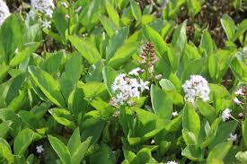 Attēlu rezultāti vaicājumam “Menyanthes trifoliata fruit”