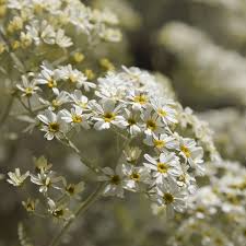 Image result for Chrysanthemum ptarmiciflorum