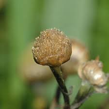 Attēlu rezultāti vaicājumam “Matricaria discoidea flower”