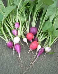 Attēlu rezultāti vaicājumam “Raphanus raphanistrum fruit”