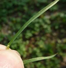 Attēlu rezultāti vaicājumam “Poa trivialis leaf”