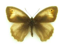 Attēlu rezultāti vaicājumam “Maniola jurtina female”