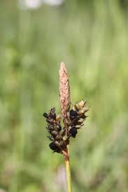 Attēlu rezultāti vaicājumam “Anthracoidea”