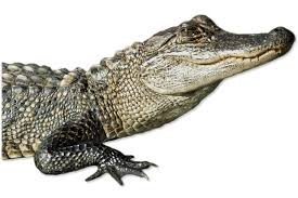 Image result for Alligator mississippiensis
