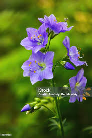 Image result for Polemonium coeruleum