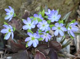 Attēlu rezultāti vaicājumam “Hepatica nobilis”