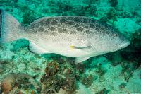 Image result for Mycteroperca venenosa