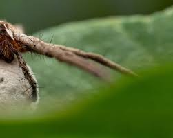 Attēlu rezultāti vaicājumam “Pisaura mirabilis male”