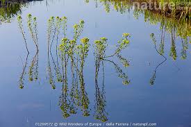 Attēlu rezultāti vaicājumam “Euphorbia palustris flower”