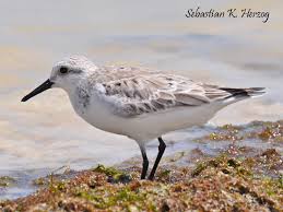 Attēlu rezultāti vaicājumam “Calidris alba”