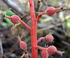 Attēlu rezultāti vaicājumam “Monotropa hypopitys bud”