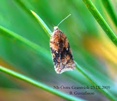 Attēlu rezultāti vaicājumam “Acleris aspersana”