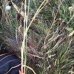 Attēlu rezultāti vaicājumam “Carex arenaria  leaf”