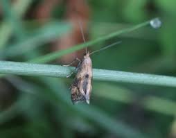 Attēlu rezultāti vaicājumam “Epermenia falciformis”