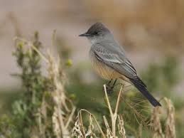 Image result for Sayornis phoebe