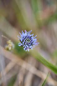 Attēlu rezultāti vaicājumam “Jasione montana fruit”