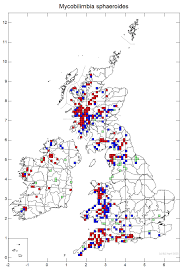 Attēlu rezultāti vaicājumam “Biatora sphaeroides”