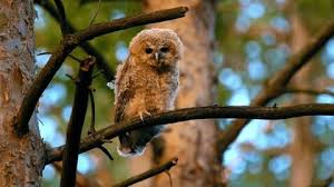 Attēlu rezultāti vaicājumam “Strix aluco juvenile”