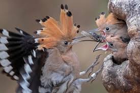 Attēlu rezultāti vaicājumam “Upupa epops adult”