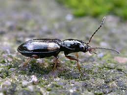 Attēlu rezultāti vaicājumam “Bembidion quadrimaculatum”