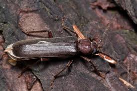 Attēlu rezultāti vaicājumam “Criocephalus rusticus”