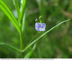 Attēlu rezultāti vaicājumam “Veronica scutellata flower”