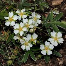 Attēlu rezultāti vaicājumam “Potentilla alba”