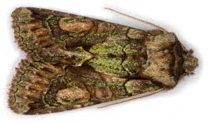 Attēlu rezultāti vaicājumam “Allophyes oxyacanthae”