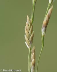 Attēlu rezultāti vaicājumam “Glyceria maxima fruit”