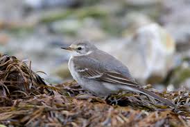 Attēlu rezultāti vaicājumam “Motacilla citreola”