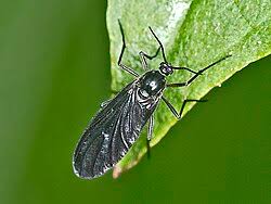 Attēlu rezultāti vaicājumam “Sciara analis”