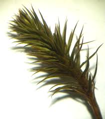 Attēlu rezultāti vaicājumam “Polytrichum commune sporophyte”