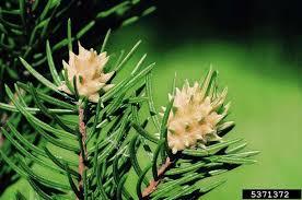 Attēlu rezultāti vaicājumam “Adelges laricis”