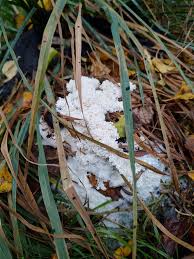 Attēlu rezultāti vaicājumam “Brefeldia maxima spores”