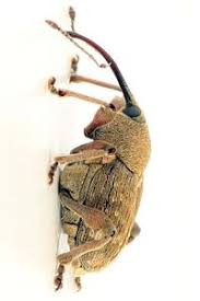 Attēlu rezultāti vaicājumam “Curculio nucum”