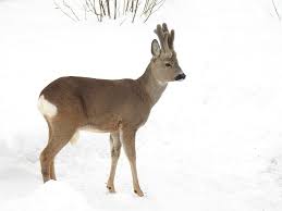 Attēlu rezultāti vaicājumam “Capreolus capreolus”