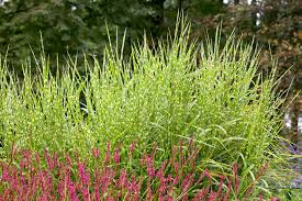 Image result for Miscanthus sinensis Zebrina