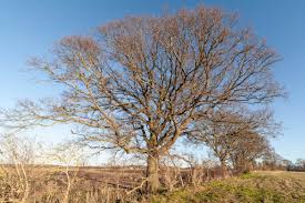 Image result for Ipsden Cricket Club