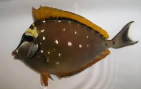 Image result for Naso lituratus