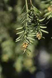 Attēlu rezultāti vaicājumam “Taxus baccata bud”