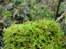 Attēlu rezultāti vaicājumam “Hypnum cupressiforme var. lacunosum”