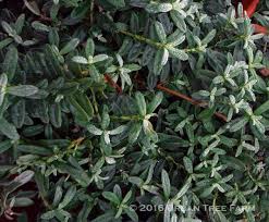 Attēlu rezultāti vaicājumam “Helianthemum nummularium”