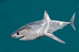 Image result for Lamna nasus