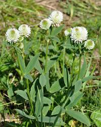 Attēlu rezultāti vaicājumam “Trifolium montanum”