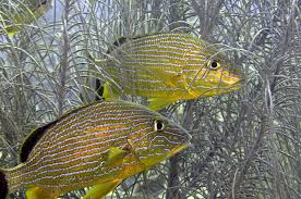 Image result for Haemulon sciurus