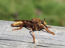 Attēlu rezultāti vaicājumam “Asilus crabroniformis”