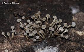 Attēlu rezultāti vaicājumam “Phleogena faginea young”