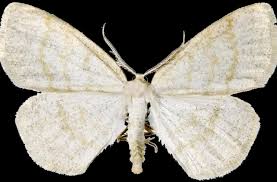 Attēlu rezultāti vaicājumam “Cabera exanthemata”